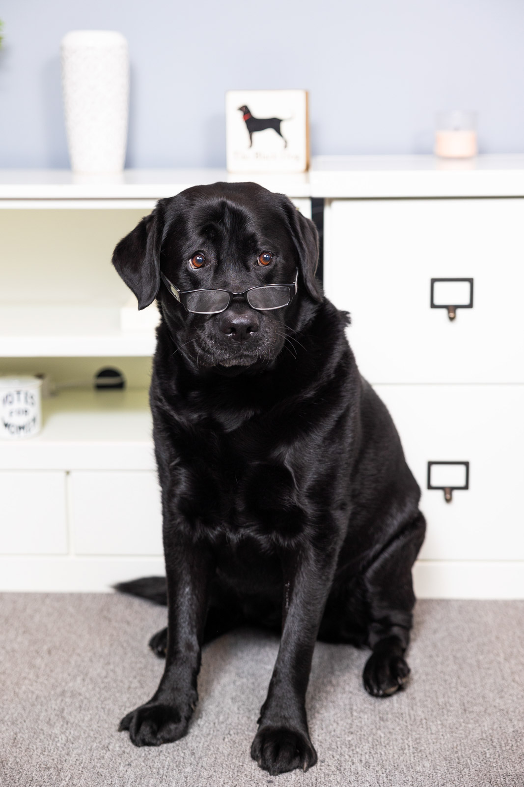 About 5 Black Labrador Retriever in office